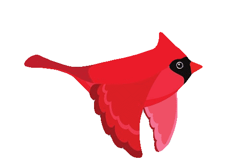 flying cardinal